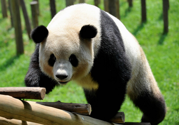 Pandas displaced by 2008 quake to return home