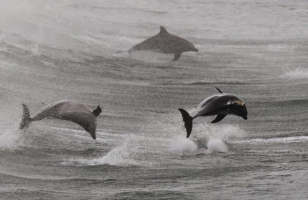 Amazing moment between surfers and dolphins