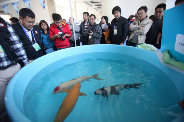 Battle of the goldfish splashes into action