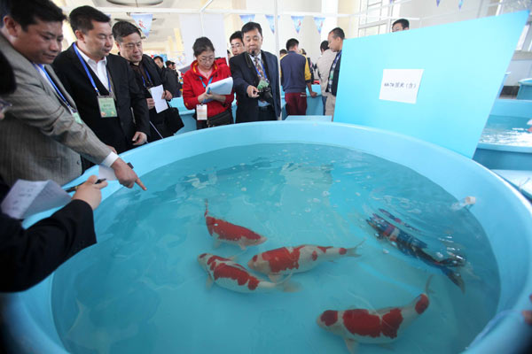 Battle of the goldfish splashes into action