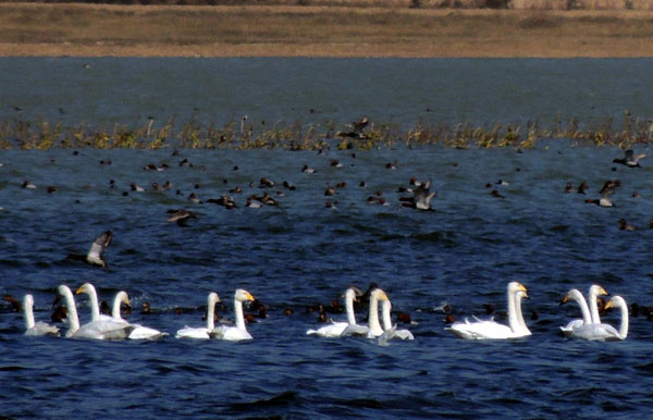 Yellow River no longer yellow in Sanmenxia