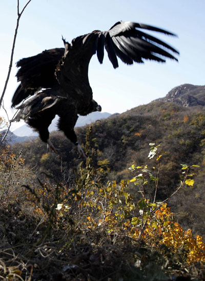 Vultures return to nature after rescue