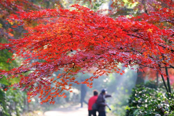 Maple leaves glow red in E China