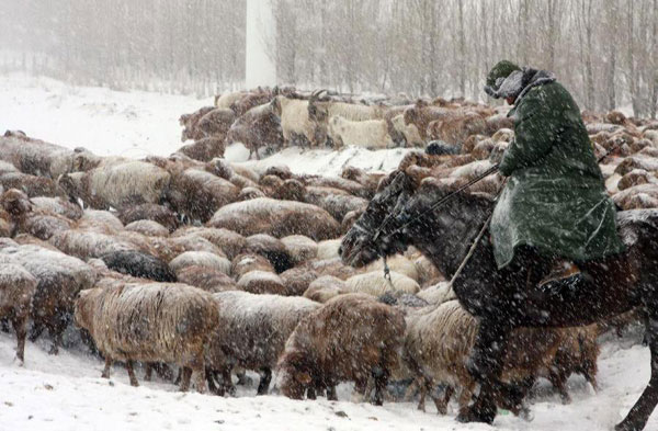 Herdsmen in Altay transfer herds to winter pastures