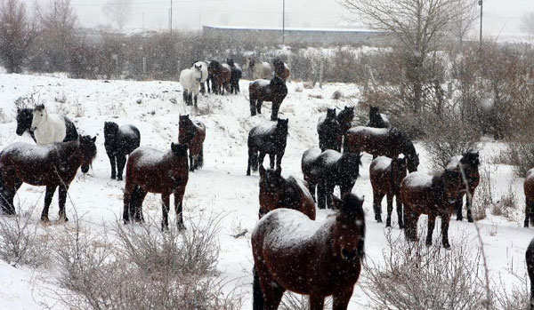 Herdsmen in Altay transfer herds to winter pastures