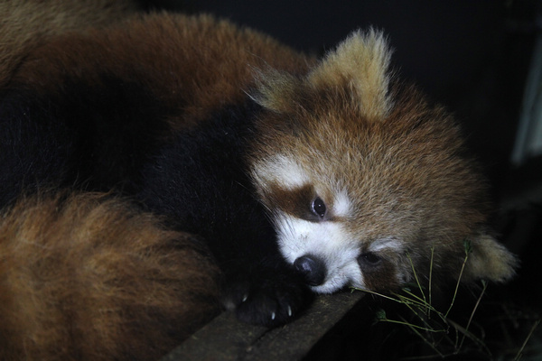 Baby red pandas survive in C China zoo