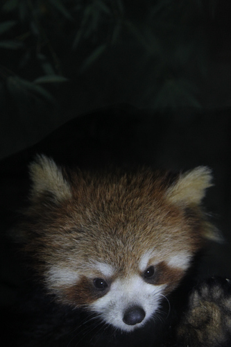 Baby red pandas survive in C China zoo
