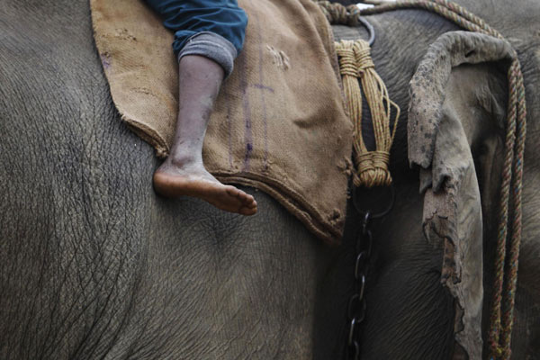 Elephants prepare for race in Nepal