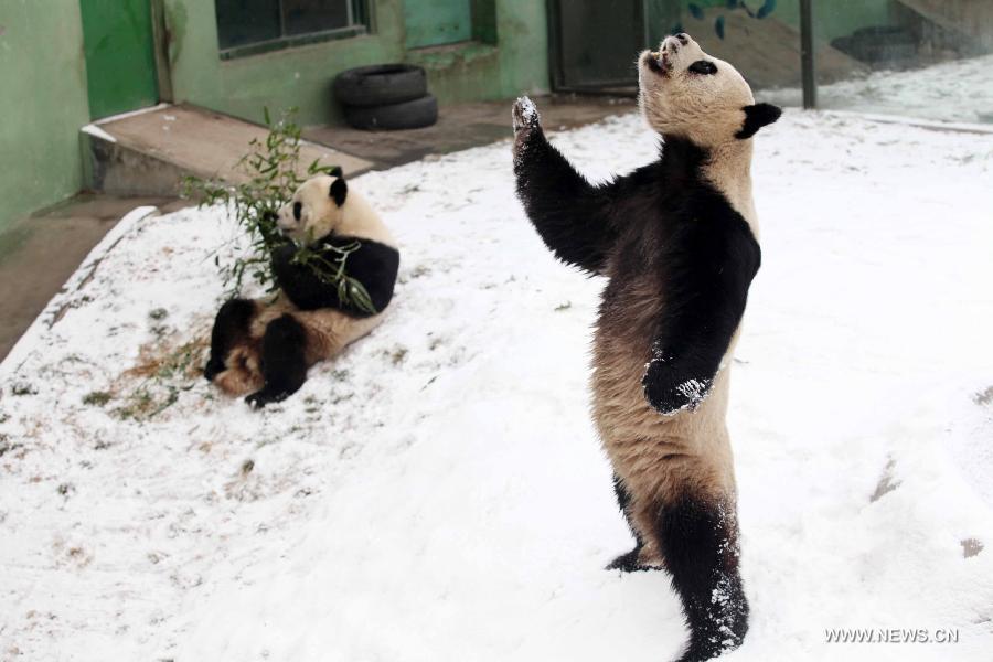 Snow brings joy to pandas