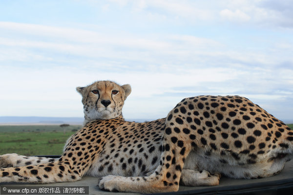 Cheetah hitches ride on Jeep