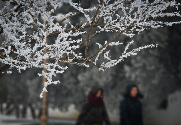 Rimed trees seen in Tianjin