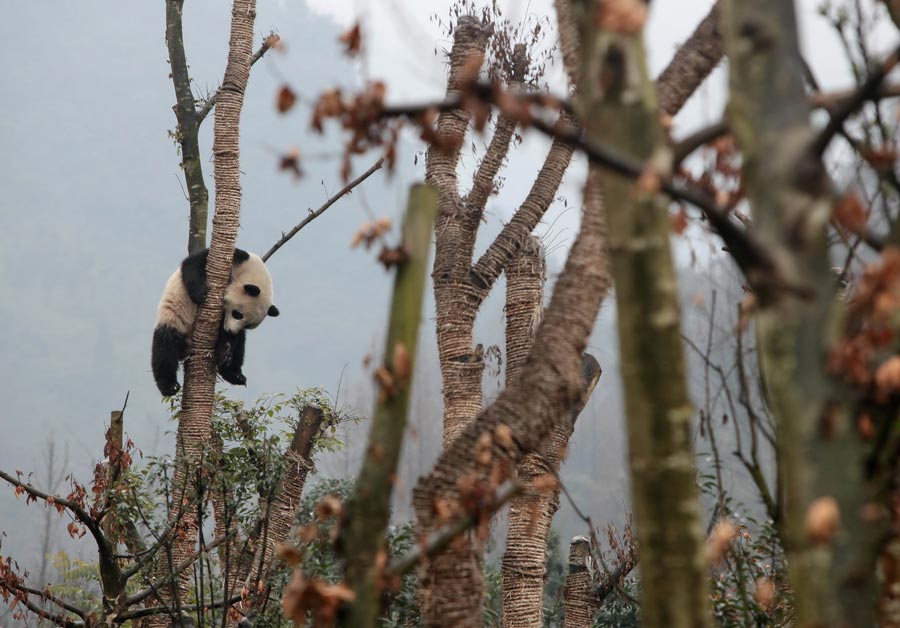 China Daily Pictures of the Year 2012