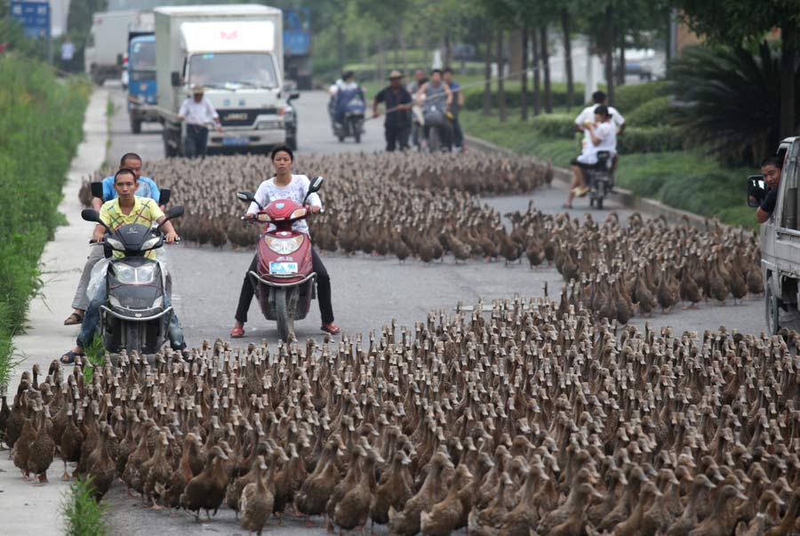 China Daily Pictures of the Year 2012