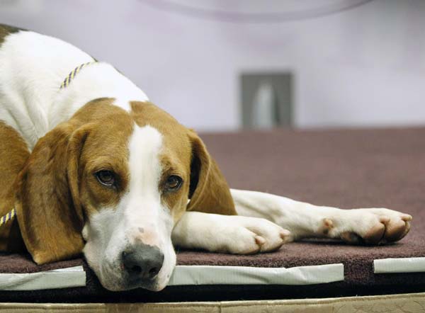 Annual dog show in New York