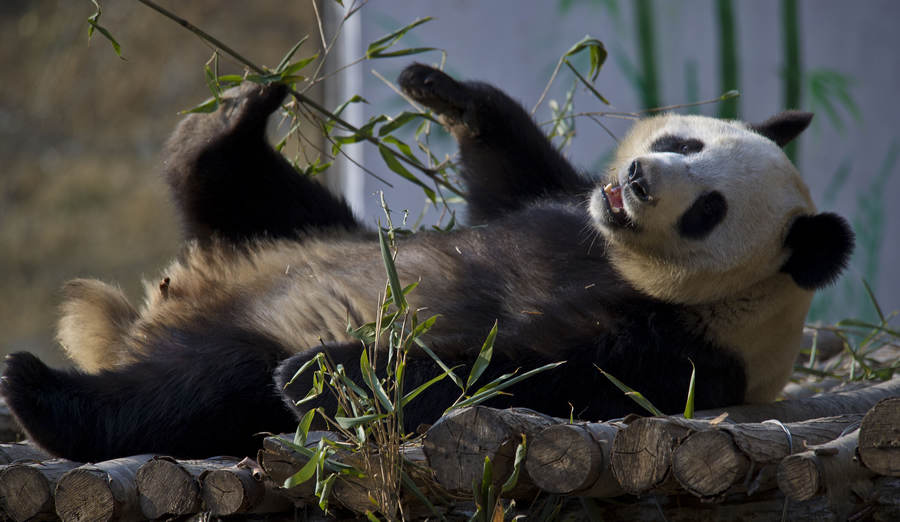 Panda attends survival training course