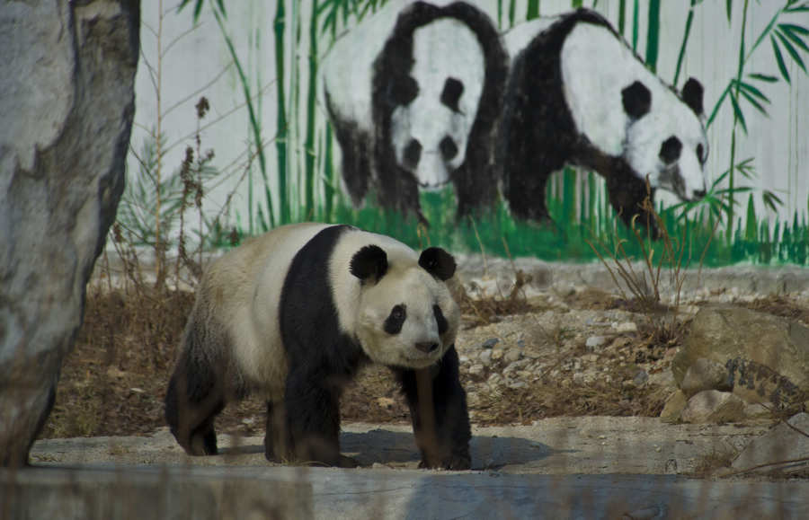 Panda attends survival training course