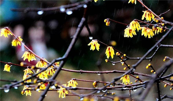 Flower buds bathing in rain