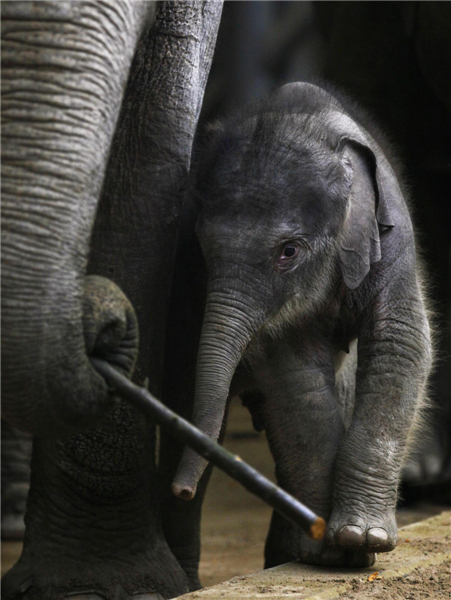 Newborn elephant calf at Prague Zoo