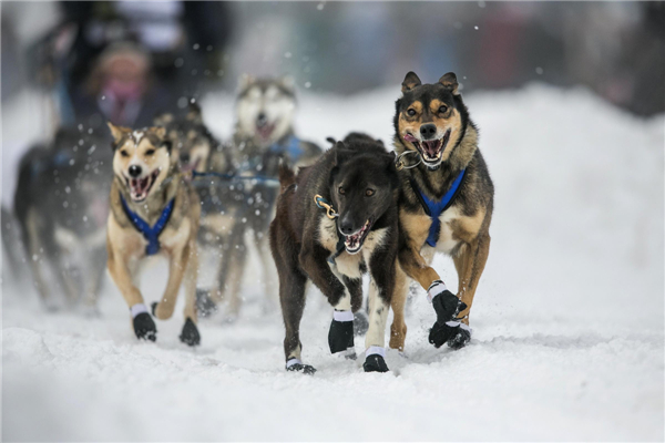 Iditarod dog sled race held in Alaska