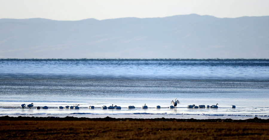 Qinghai Lake continues expanding