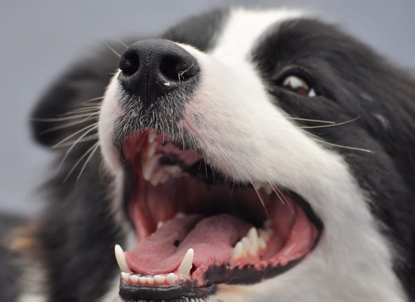 Canines work the catwalk in Nanning