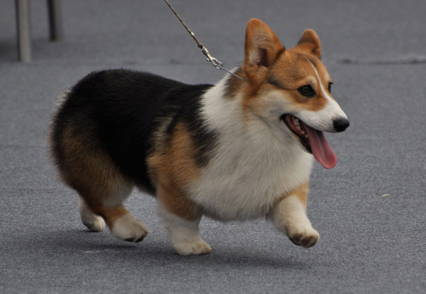 Canines work the catwalk in Nanning