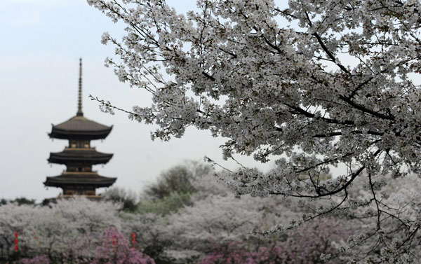 Cherry blossoms still in bloom