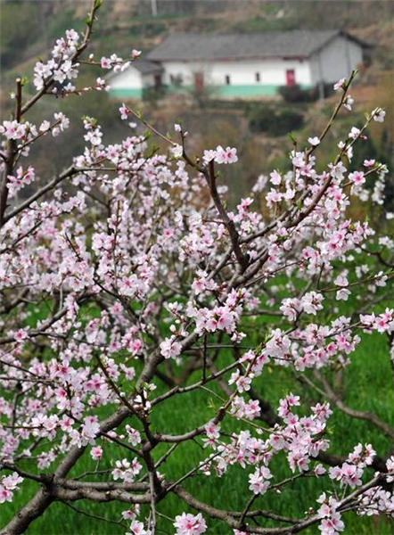 Peach flowers blossom in C China