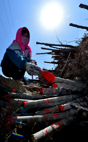 Harvest time for nursery stock in NW China