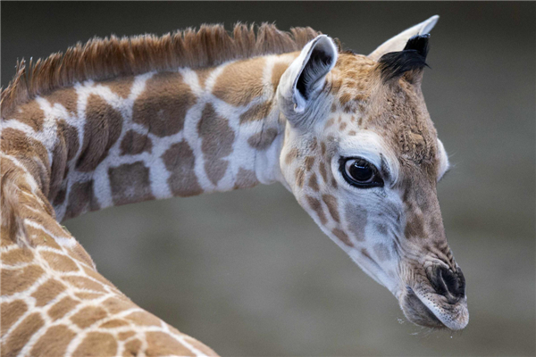 Baby giraffe named to honour shooting victims