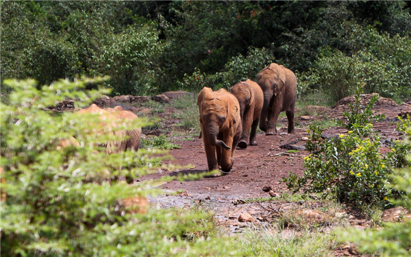 Elephant orphanage in Nairobi