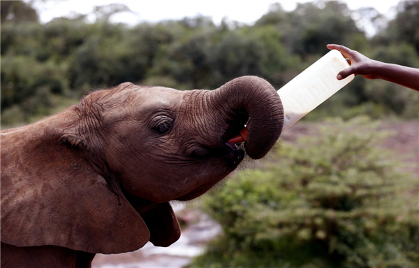 Elephant orphanage in Nairobi