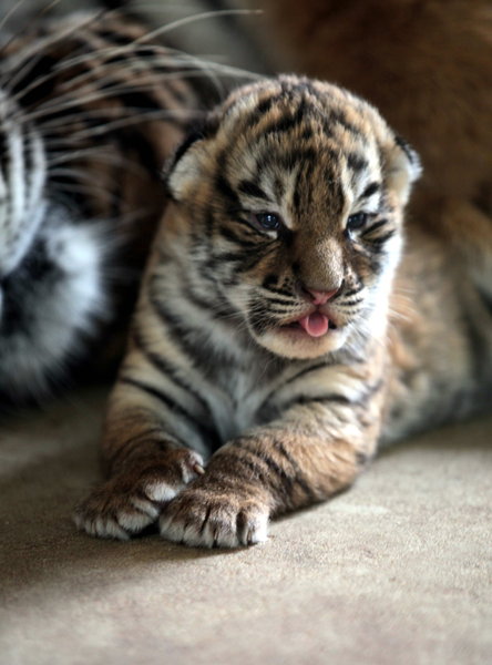 Triple joy for Siberian tiger