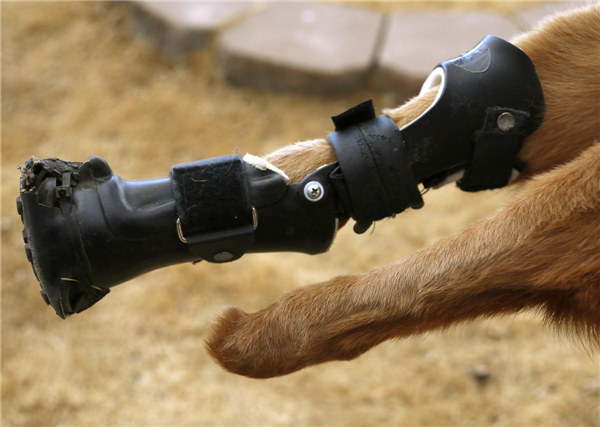 Intrepid pup shows off prosthetic paws