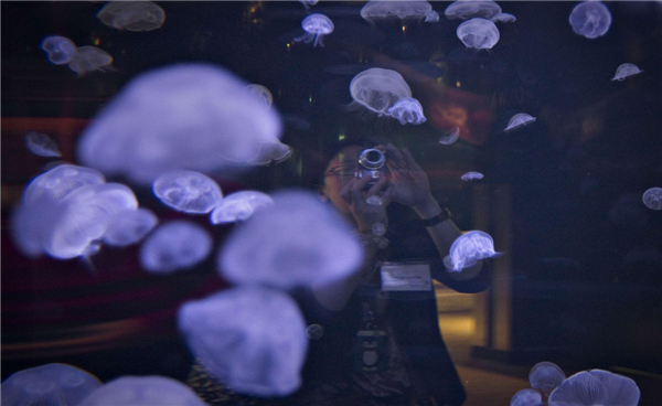 Jellyfish swim in tank at Vancouver Aquarium