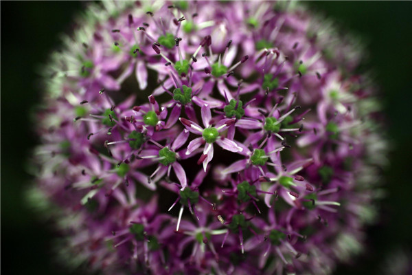 Chelsea Flower Show in London