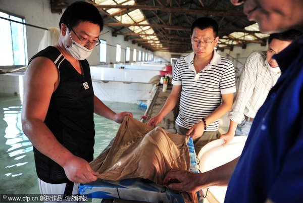 Injured baby finless porpoise dies in E China