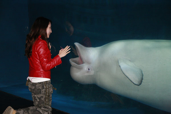 Glimpse of marine life at Dalian ocean parks