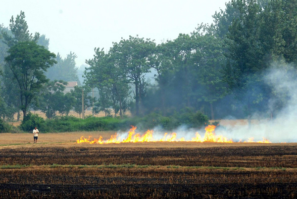 Farmers burn wheat stubble despite ban