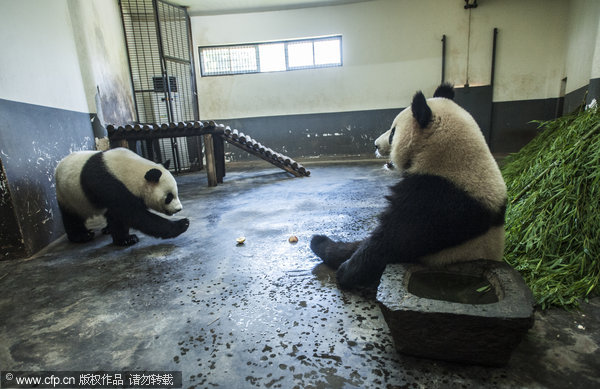 Heat wave hits pandas in C China