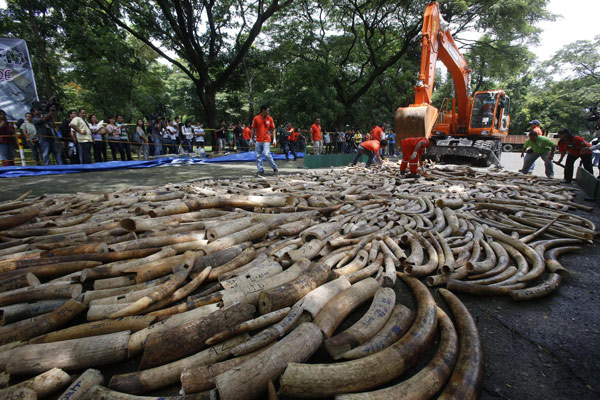 Philippines destroys 5 tons of elephant tusks