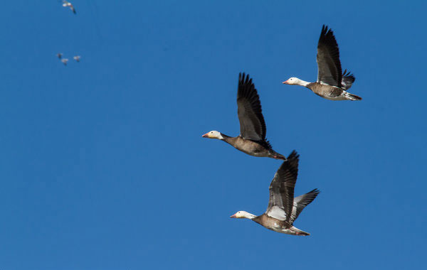 Bird spectacle in Missouri