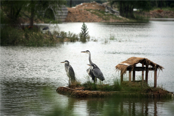 Floating nests help water birds thrive