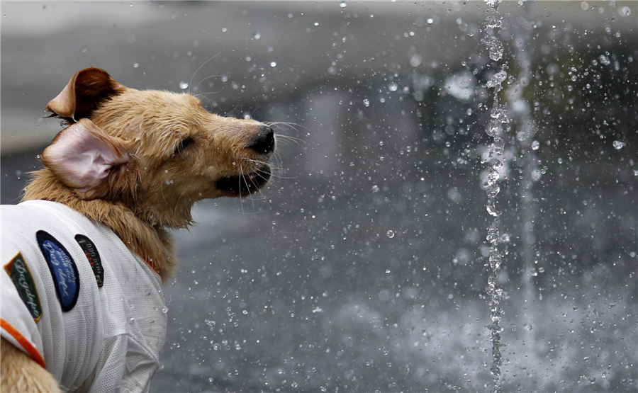 Animals try to keep cool in hot summer