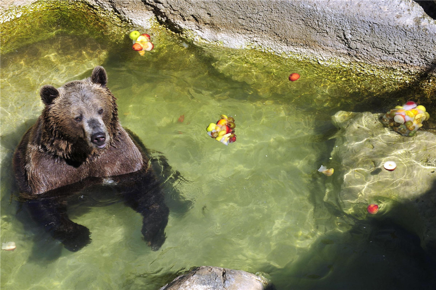 Animals try to keep cool in hot summer