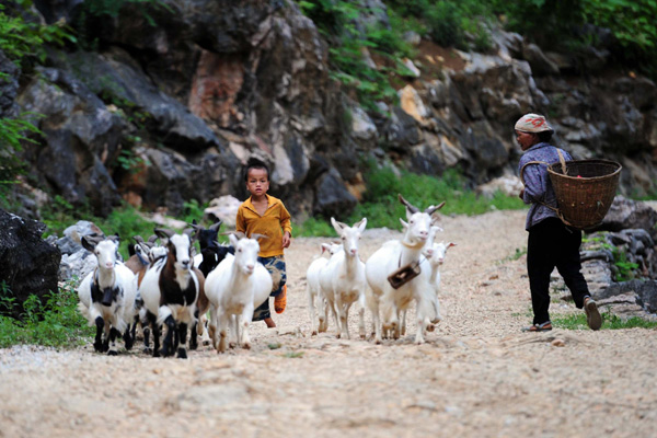 The big world of little shepherds