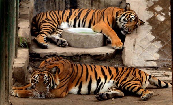 Zoo animals cool off in hot summer