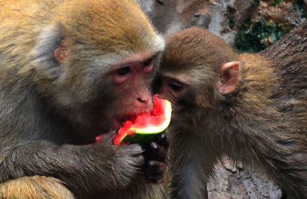 Zoo animals cool off in hot summer