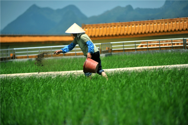 Rice paddy on the roof keeps workers cool