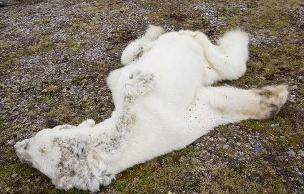 Starved polar bear proof climate change deadly